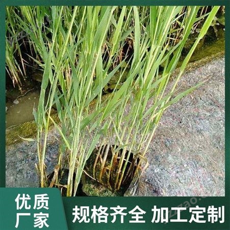 芦苇苗 种植 盆栽 适合在河道 公园 湿地 池塘地方绿化